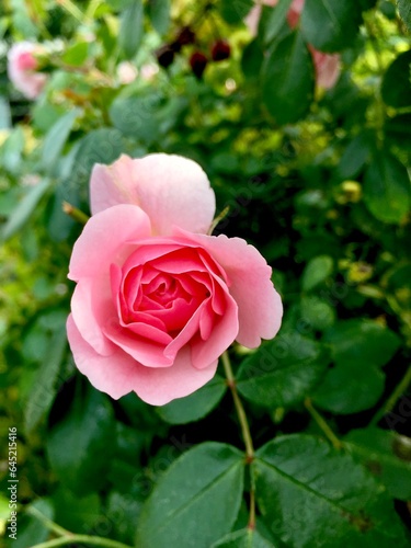 Wallpaper Mural Pretty in Pink Torontodigital.ca