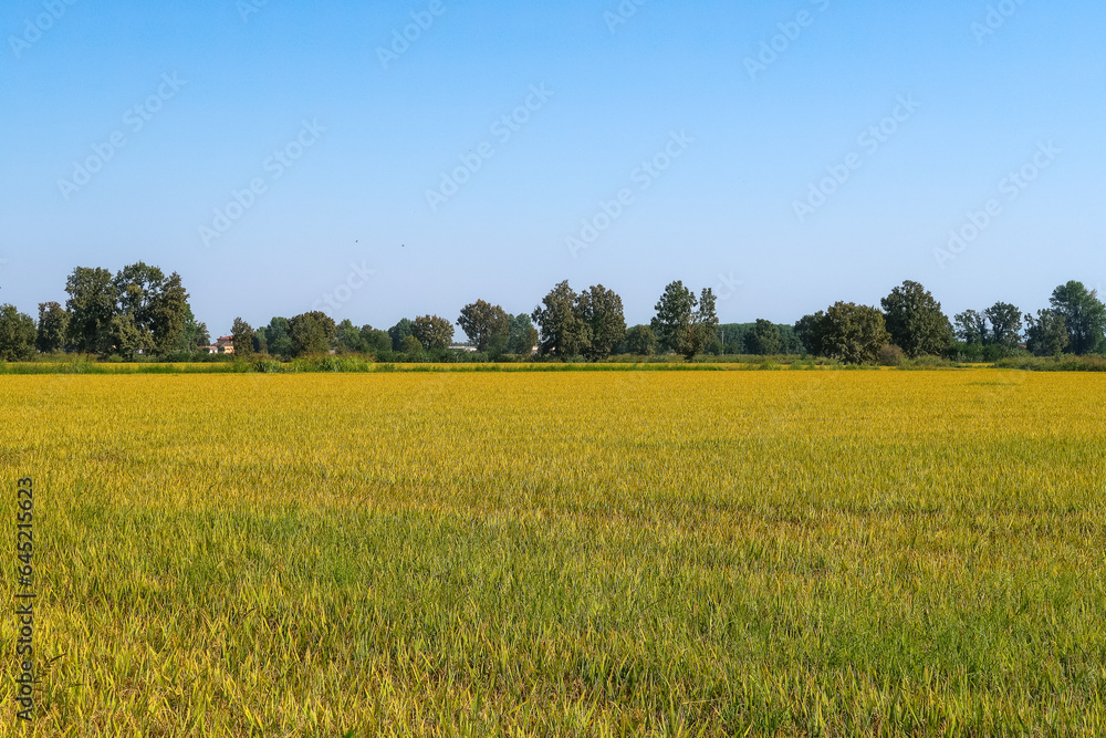 Fototapeta premium Paddy rice canal irrigation panorama landscape agriculture nature natural Po Valley