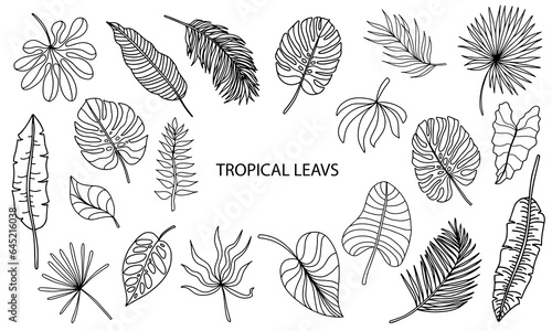 Tropical leaves set. Hand drawing vector