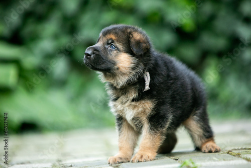german shepherd puppy © Keit