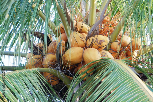 king coconut or yellow coconut, a type of coconut that doesn't have tall trees