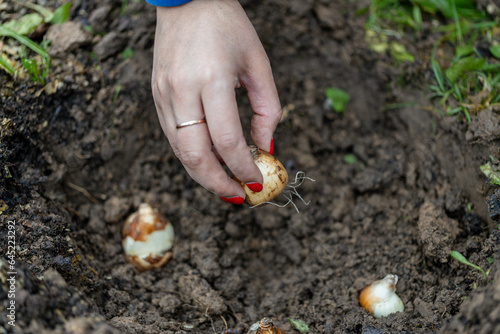 hand holding daffodil bulbs before planting in the ground