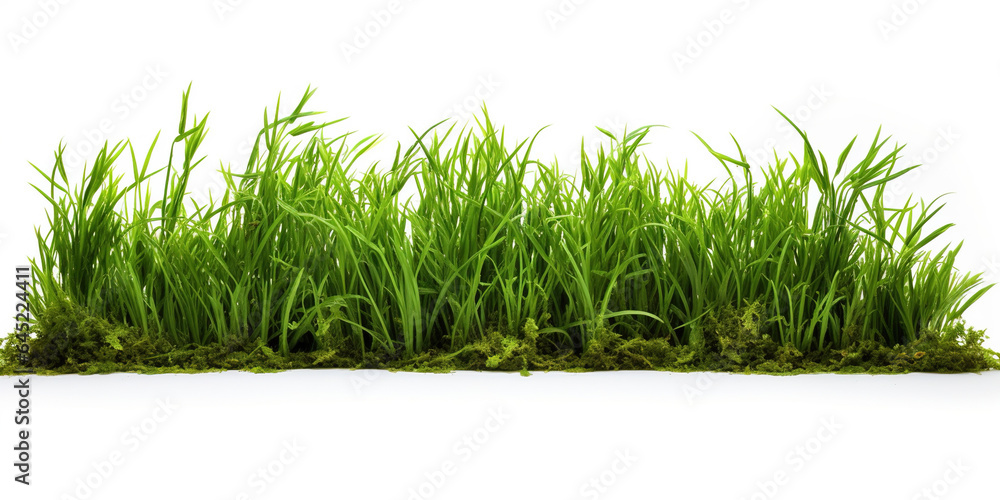 green grass isolated white background
green grass isolated white background
