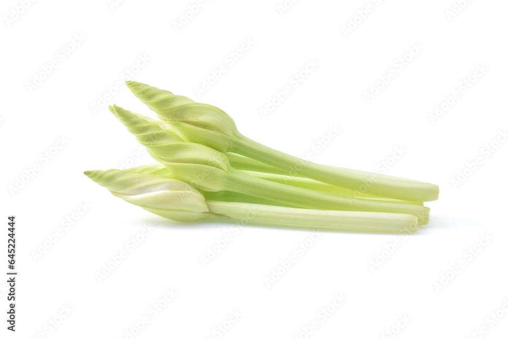 moonflower isolated on white background moonflower isolated on white background