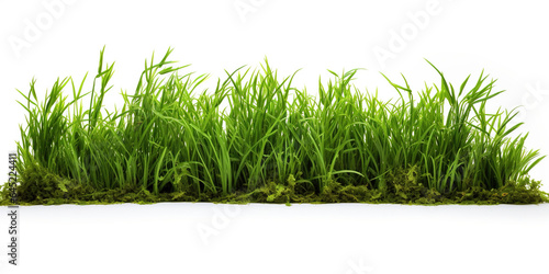 green grass isolated white background 