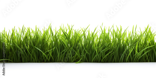green grass isolated white background 