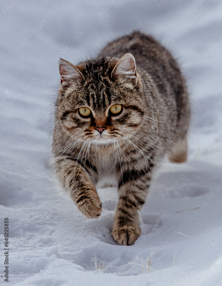 A cat walks in the snow A cat walks in the snow