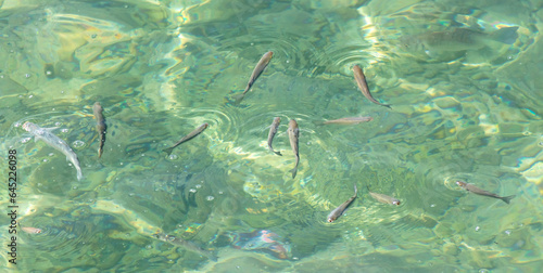 Fish swim in the turquoise water of the sea