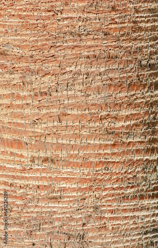 The bark on a palm tree as an abstract background. Texture