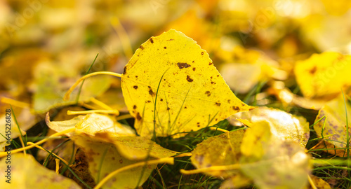 Canvas Print Fallen birch leaves on the grass in the park. Autumn
