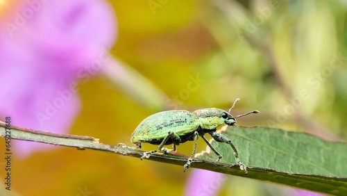 Close-up of a brown beetle perched on a branch of a tree.