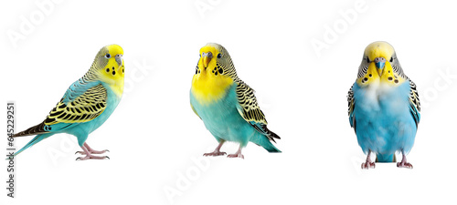 budgerigar budgerigars parakeet illustration animal bird, yellow wildlife, green blue budgerigar budgerigars parakeet © sevector