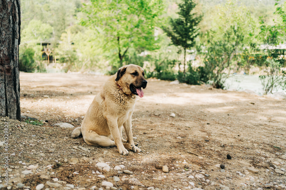 Abandoned homeless stray furry dog lonely sitting in sadness with tongue out on the ground outside in the forest park. Abandoned homeless stray furry dog lonely sitting in sadness with tongue out on the ground outside in the forest park.