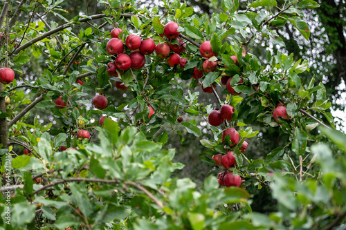 Lush foliage and red gala apples on orchard tree branch
