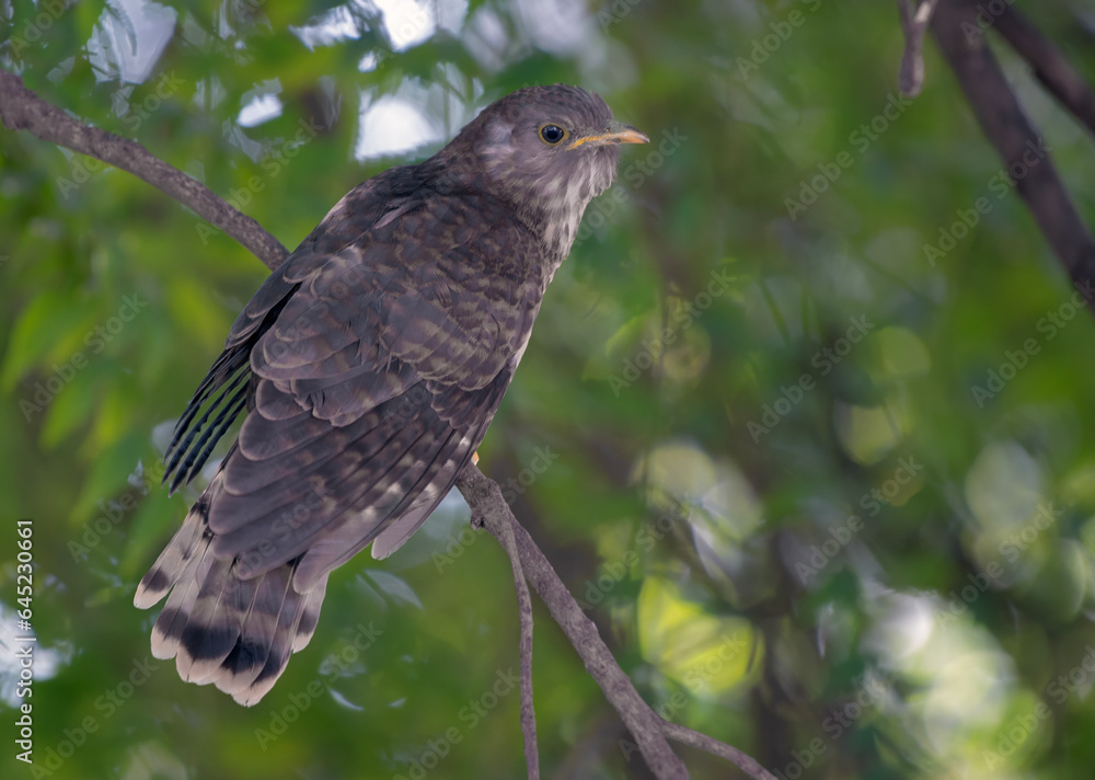 Common cuckoo juvenile Common cuckoo juvenile
