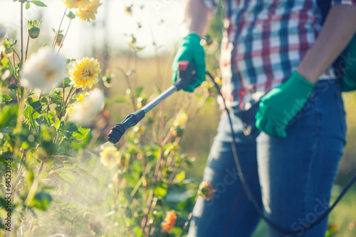 Fototapeta Naklejka Na Ścianę i Meble -  woman in a green backpack with a pressure garden sprayer spraying flowers against diseases and pests