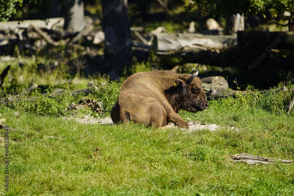 The European bison (Bison bonasus) or the European wood bison, also known as the wisent the zubr or sometimes colloquially as the European buffalo, is a European species of bison. Bovidae family. The European bison (Bison bonasus) or the European wood bison, also known as the wisent the zubr or sometimes colloquially as the European buffalo, is a European species of bison. Bovidae family.