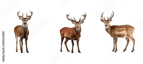 stag deer illustration wild wildlife, nature antler, doe male stag deer © sevector