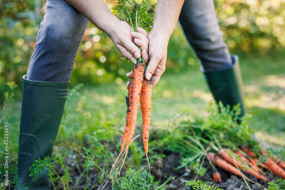Woman harvesting fresh carrot from vegetable garden. Homegrown produce and organic gardening - obrazy, fototapety, plakaty 