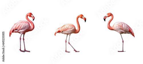 nature flamingo illustration fauna exotic, flamingo background, bird tropical nature flamingo © sevector