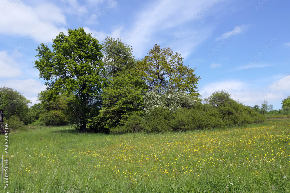 Wiese bei Berzhahn im Westerwald