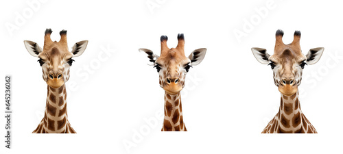 safari giraffe illustration wild nature, giraffe african, tall neck safari giraffe