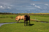 Pferde auf einer Koppel am Deich in Norddorf auf der Insel Amrum