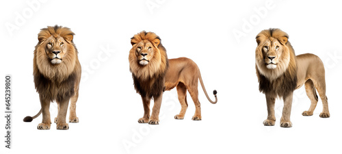 mane lion illustration wild mammal, face africa, african cat mane lion