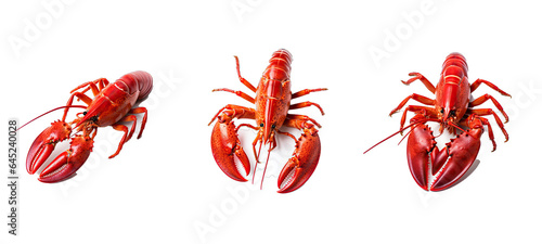 crustacean lobster illustration lobster shellfish, sea claw, fresh gourmet crustacean lobster