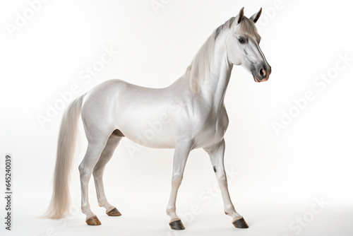 a white horse standing on a white surface