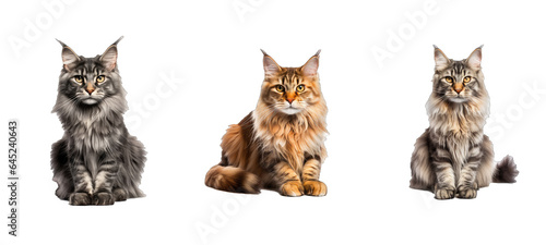 purebred maine coon illustration domestic beautiful, fluffy animal, adorable nature purebred maine coon