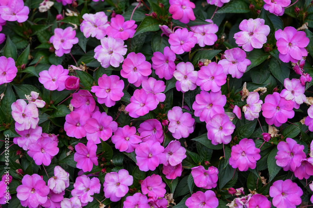 sun patiens compact neon pink. beautiful flowers of small size. selective focus. photo during the day. sun patiens compact neon pink. beautiful flowers of small size. selective focus. photo during the day.