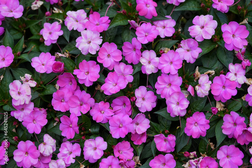Fototapeta Naklejka Na Ścianę i Meble -  sun patiens compact neon pink. beautiful flowers of small size. selective focus. photo during the day.