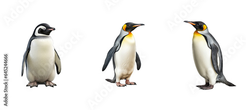 animal penguin illustration antarctic wildlife, snow antarctica, nature ice animal penguin