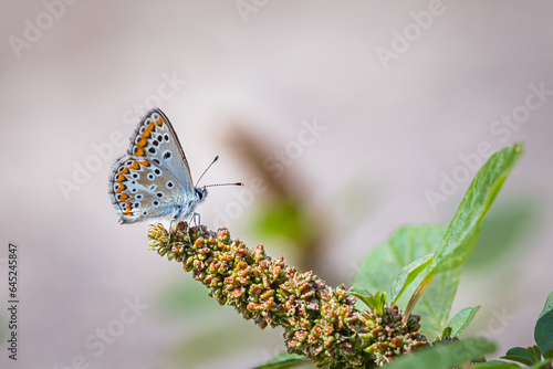 Foto Hauhechel-Bläuling auf Blume