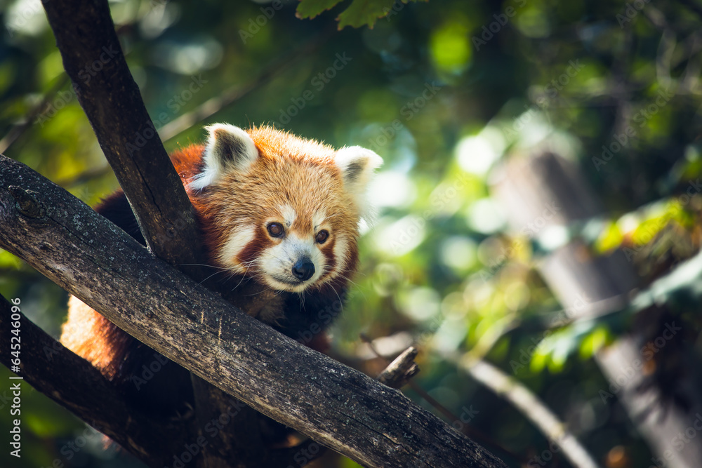 Fototapeta premium Roter Panda klettert im Baum