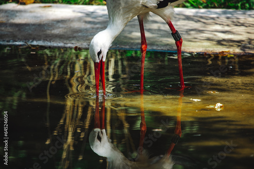 Storch trinkt aus Wasser