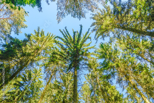 Tops of ancient aged spruce and pine trees shot in front of blue sky in forest