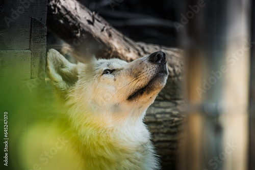 Portrait eines arktischen Wolfes photo