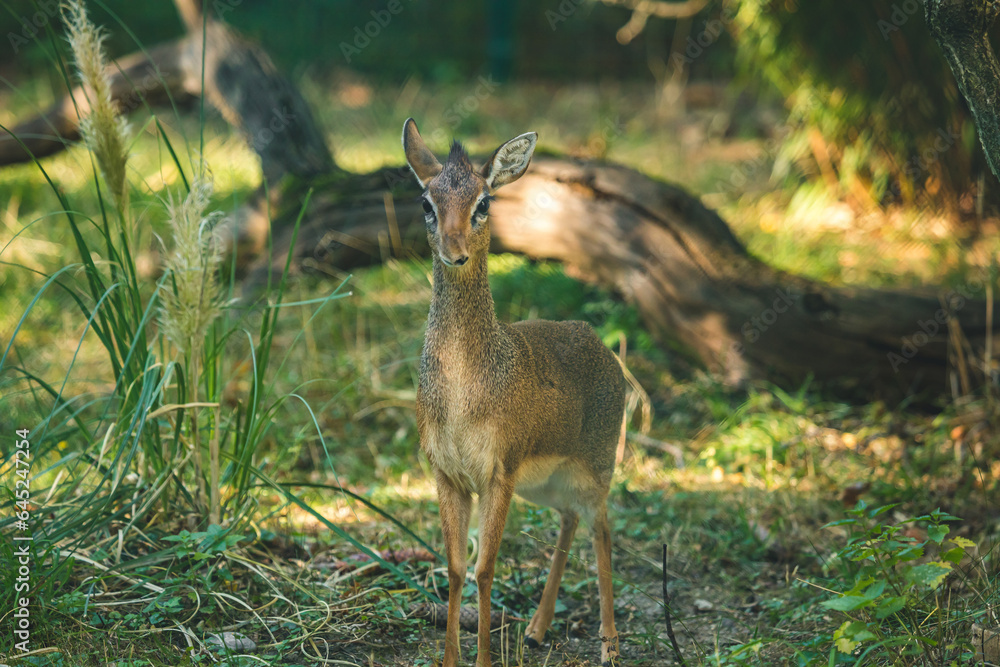 Fototapeta premium Süßes Kirk-Dikdik im Gras