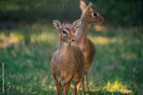 Zwei weibliche Kirk-Dikdiks