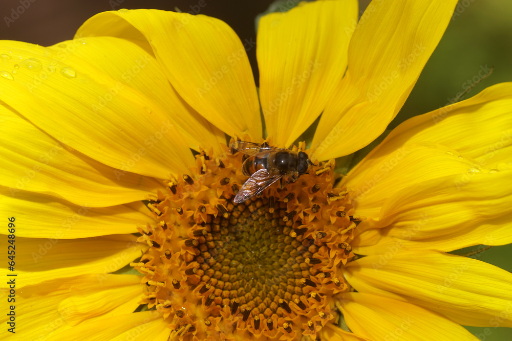 Male hoverfly, common drone fly (Eristalis tenax), family Syrphidae on yellow common sunflower (Helianthus annuus). Summer August, Netherlands Male hoverfly, common drone fly (Eristalis tenax), family Syrphidae on yellow common sunflower (Helianthus annuus). Summer August, Netherlands