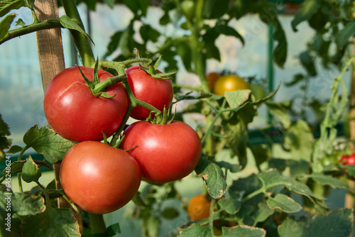 Organic red tomatoes on bush in vegetable greenhouse