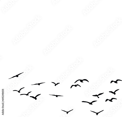 Flying birds silhouettes on white background. Vector illustration. isolated bird flying. tattoo design © Suvankor