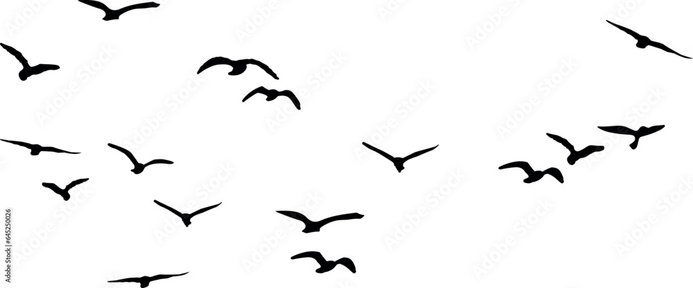 birds in flight