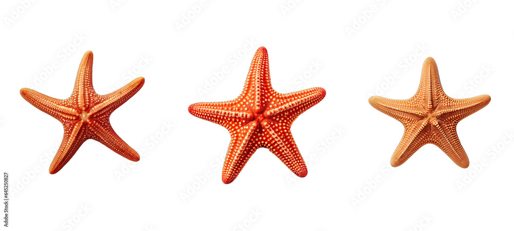sea starfish illustration summer ocean, marine star, nature animal sea starfish
