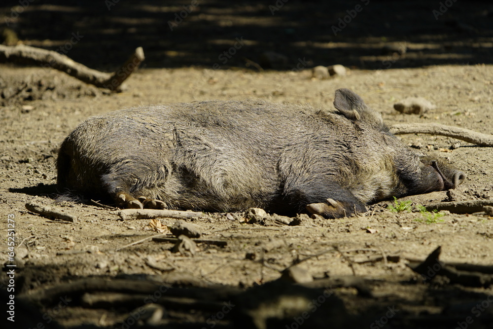 The wild boar (Sus scrofa), also known as the wild swine or Eurasian wild pig. The wild boar (Sus scrofa), also known as the wild swine or Eurasian wild pig.