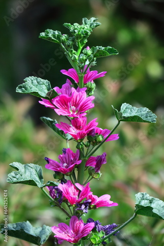 Wallpaper Mural 気高く威厳に満ちた花 Torontodigital.ca