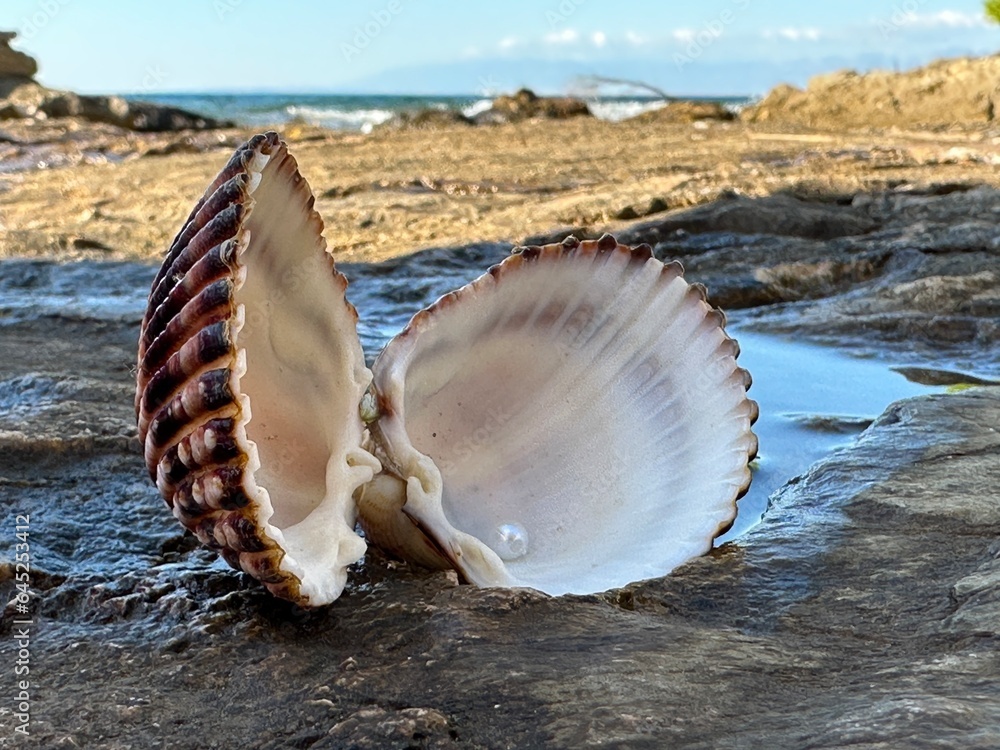 Pearls in a shell against a background of stones and the sea. A jewel from the depths of the ocean. Treasures from the depths of the sea, a pearl in a shell. Pearls in a shell against a background of stones and the sea. A jewel from the depths of the ocean. Treasures from the depths of the sea, a pearl in a shell.