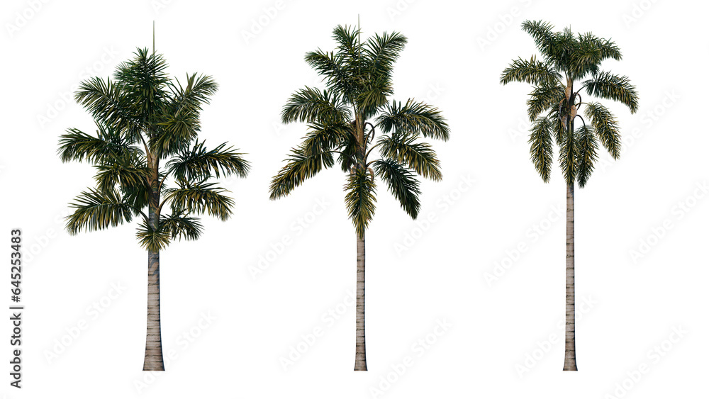 Obraz premium Set of palm trees isolated on a transparent background